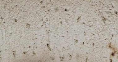 Lambanın ışığında sivrisinekler