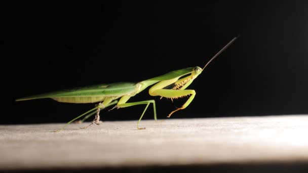 Leaf mantis at night — Stockvideo