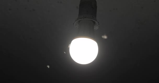 Mosquitoes and insects in the light of a lamp — Stock video