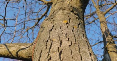 Ormanda bir ağaç gövdesi