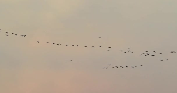 Muchos gansos volando — Vídeo de stock