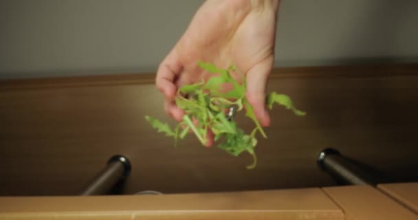 新鲜的绿色aragula沙拉叶落在食物上 — 图库视频影像