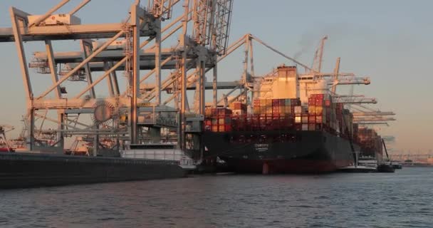 Container ships in the Port of Rotterdam — Stock Video