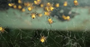 Minik yeni doğmuş bahçe örümcekleri makro, Araneus diadematus