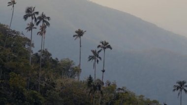Rüzgarda savrulan uzun palmiye ağaçları