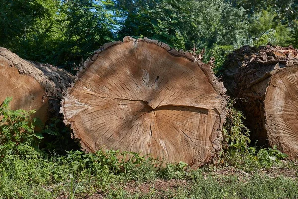 Logs of huge trees