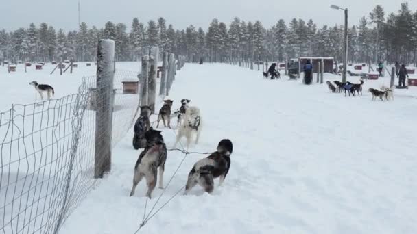 Dog sledge riding about to start — Vídeos de Stock