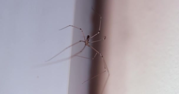Duvarda sürünen örümcek — Stok video