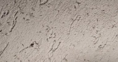 Lambanın ışığında sivrisinekler