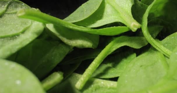 Macro épinards verts frais avec lentille de sonde — Video