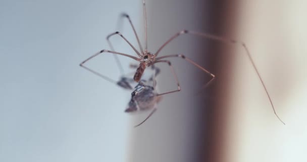 Spinnenwrapende prooi — Stockvideo