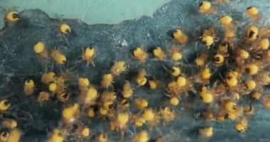 Minik yeni doğmuş bahçe örümcekleri makro, Araneus diadematus