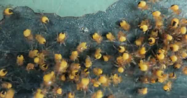 Små, nyfødte edderkopper Makro, Araneus Diadematus – stockvideo