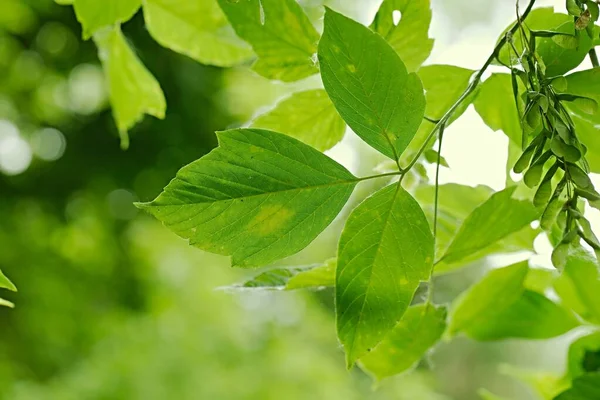 Foglie verdi di primavera — Foto Stock