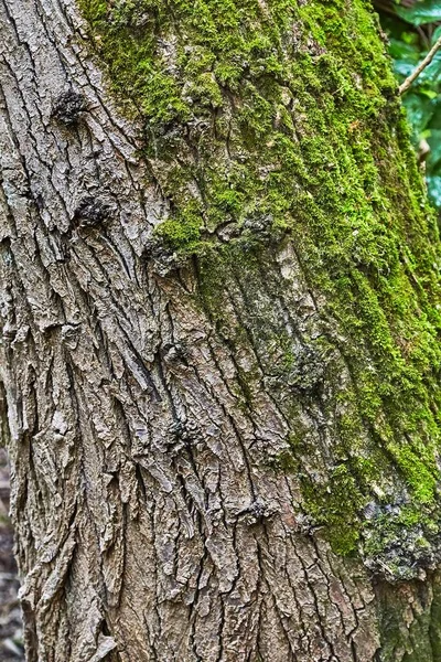 Trädstam i en skog — Stockfoto