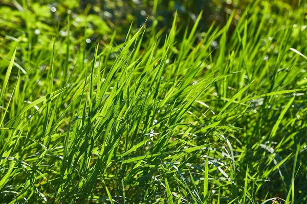 Зеленою травою поле — стокове фото