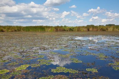 Bitkilerle su yüzeyi