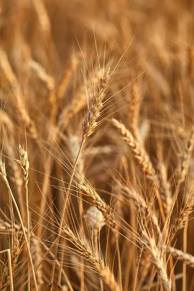 Champ de blé détail — Photo