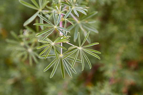 Små gröna blad av en växt — Stockfoto