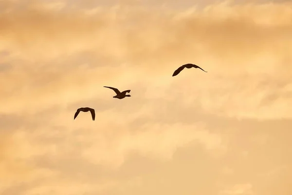 Ganzen glying bij zonsondergang — Stockfoto