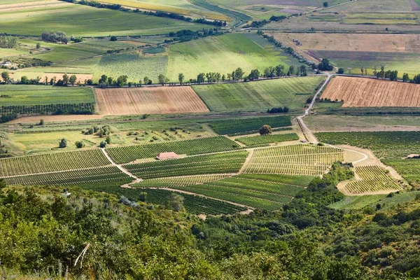 Winnice na wzgórzu Tokaj — Zdjęcie stockowe