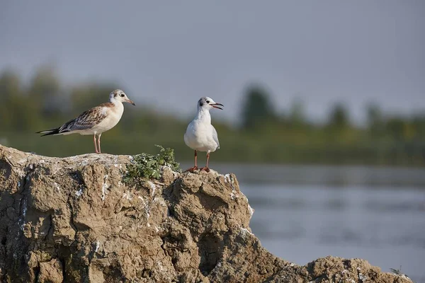Seagulls on a small island in a lkae — Stock Photo, Image