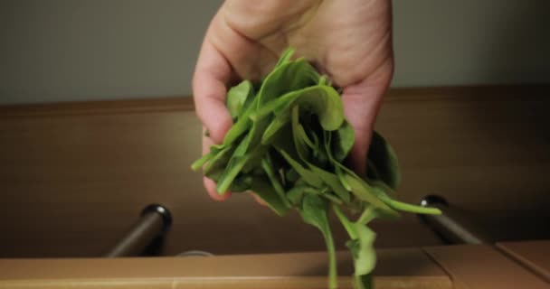 Čerstvé zelené špenátové listy kapané na jídlo — Stock video