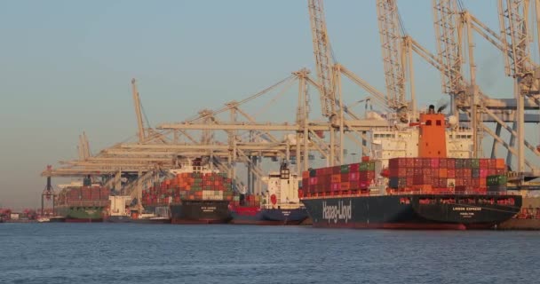 Containerfartyg lastade i Rotterdams hamn — Stockvideo