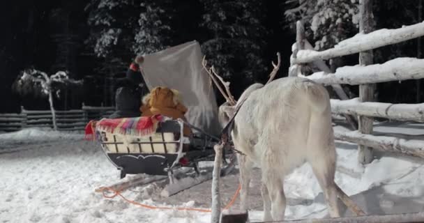 Reindeer sled ride in winter arctic forest — Stock Video