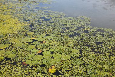 Bitkilerle su yüzeyi