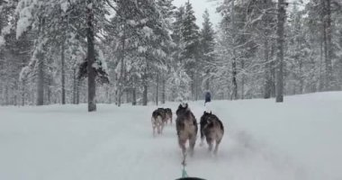 Kuzey Kutup Ormanı 'nda köpek kızağı gezisi