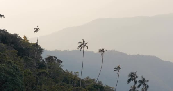 Höga Palmer Vinden Dimmiga Bergslandskap Sierra Nevada Santa Marta Colombia — Stockvideo