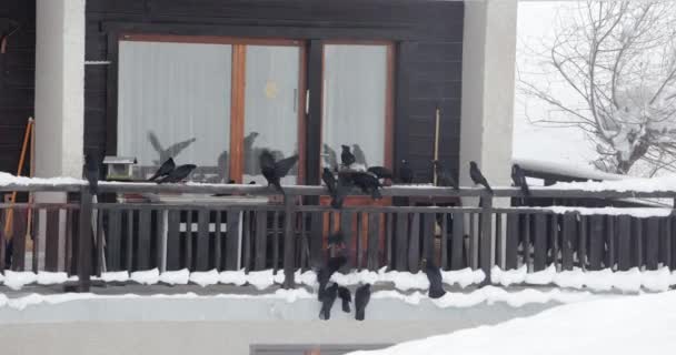 雪の多い冬のバルコニーに群生し 食べ物を見つけました — ストック動画