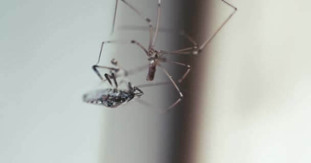 Spider wraping prey — Stock videók
