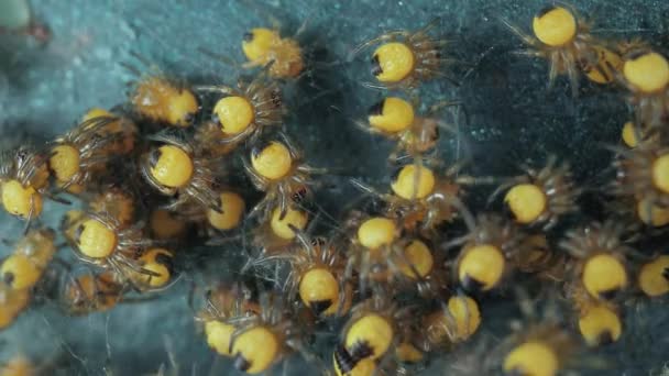 Babakerti Pókok Egy Csoportban Európai Kerti Pók Araneus Diadematus Makró — Stock videók