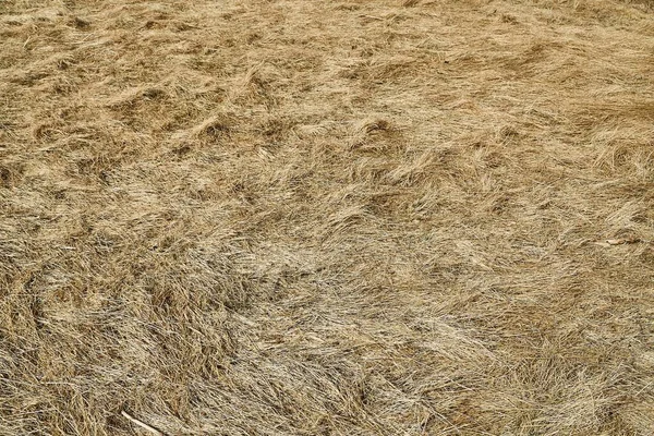 Zbliżenie Stogu Siana Dla Wiejskiego Tła Sucha Trawa — Zdjęcie stockowe