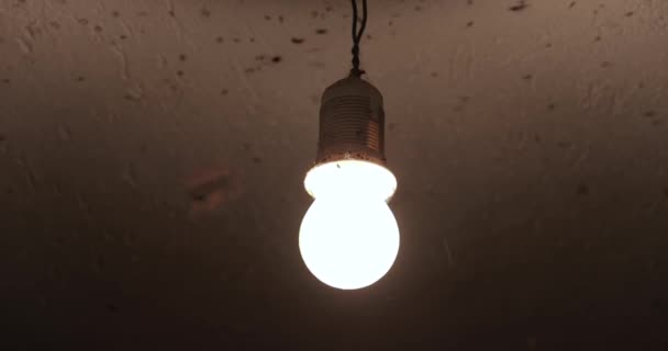 Многие Комары Шумят Стене Вокруг Лампочки Привлеченные Светом — стоковое видео