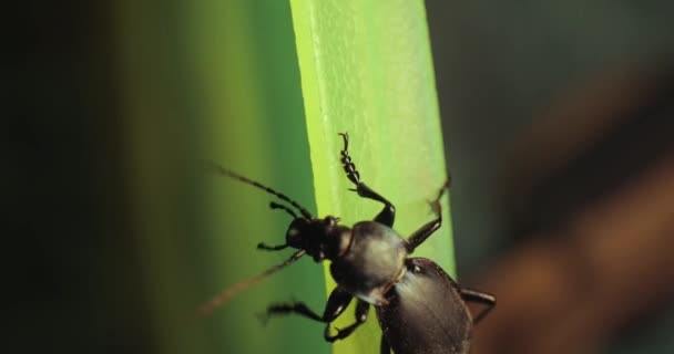 大きな虫ムシカラバス フンガリクスが夜に動き回る — ストック動画