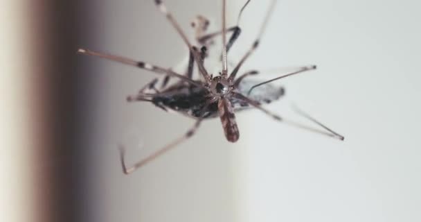 Spider Close Wikkelt Zijn Prooi Met Draad Stingbug Gevangen Spinnenweb — Stockvideo