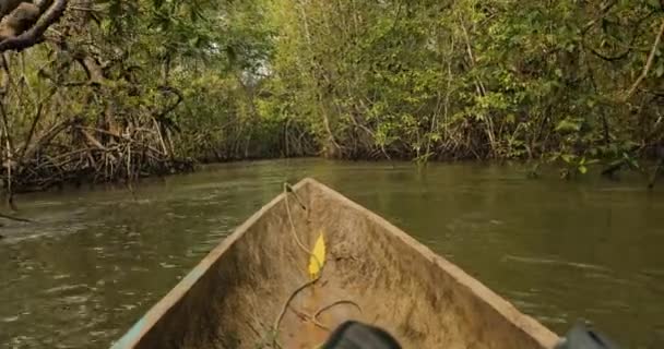 Canoe Trip Mangrove Trees Shrubs Growing Pacific Coastal Wet Regions — Vídeo de Stock