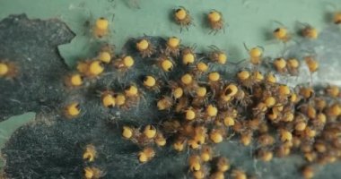 Yavru örümcekler kümesi, Avrupa Bahçesi Örümcek Araneus Diadematus, Çapraz Örümcek yavruları