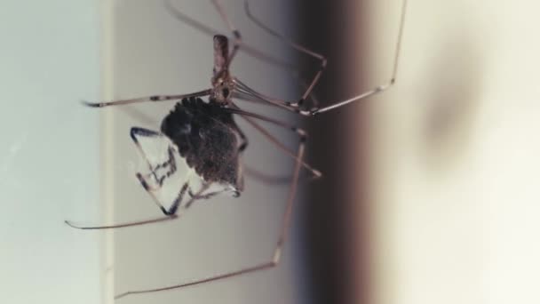 Spider Close Wikkelt Zijn Prooi Met Draad Stekelwants Gevangen Spinnenweb — Stockvideo