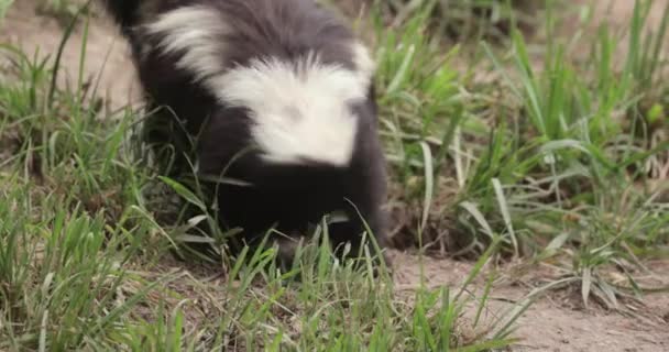 Skunks Paski Węszący Trawie — Wideo stockowe