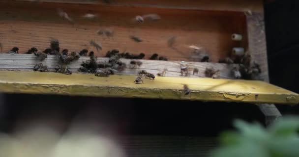 Bijenkorf Een Bijenstal Zwerm Honingbijen Die Rondvliegen — Stockvideo