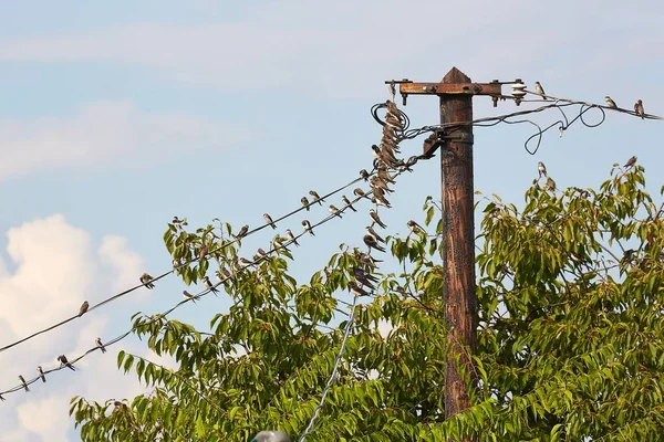 Many Swallows Wires Summer — Stock Photo, Image