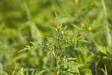 Ragweed, son derece alerjik bitki Ağustos sonunda polen salıyor, bir tarlada yetişiyor.