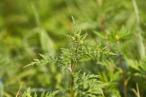 8月末に花粉を放出するアレルギー性の高い植物であるラグウィードは 畑で成長します — ストック写真