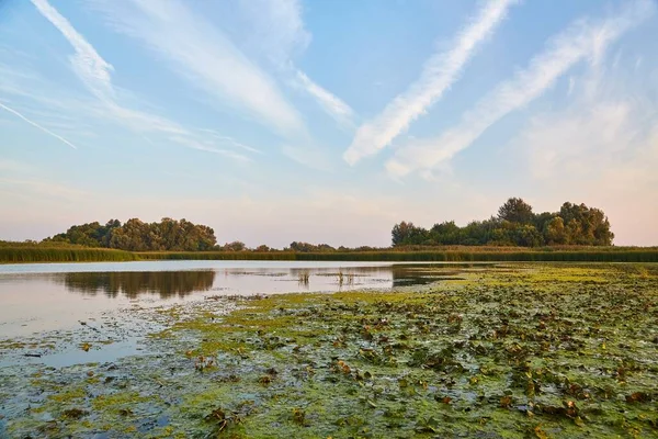 Superfície Pantanosa Lago Com Plantas Água Verde Lago Tisza — Fotografia de Stock