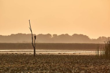 Overgrown low waters and bird on a dead tree in Lake Tisza, Hungary