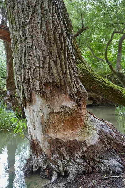 Tree Trunk Damaged Beavers Building Dams — Foto Stock